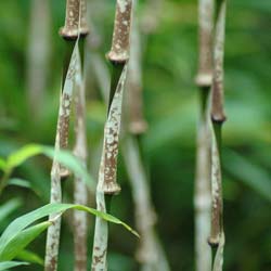 Bambou Chimono. marmorea